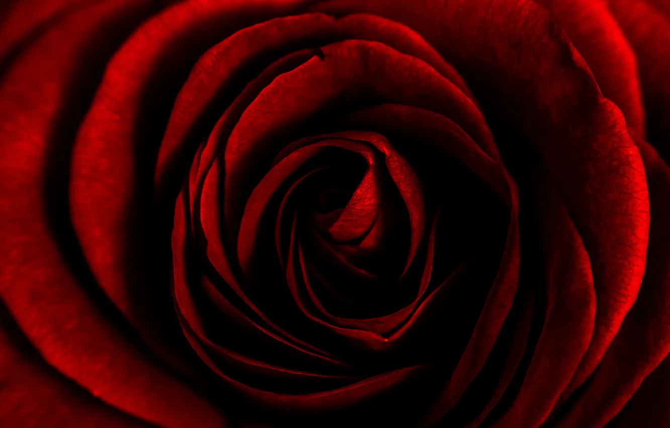 Photo wallpaper red, rose, petals