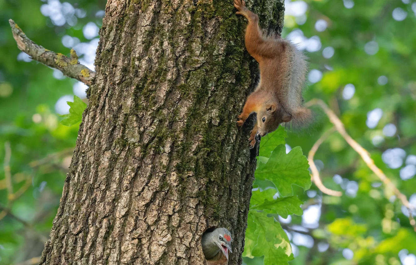 Photo wallpaper foliage, protein, rodent, the trunk of the tree, Guest, Ruslan Sigushin
