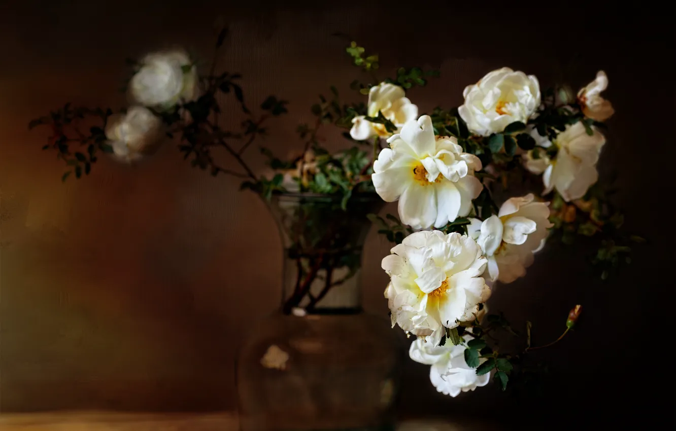Photo wallpaper flowers, the dark background, roses, briar, white