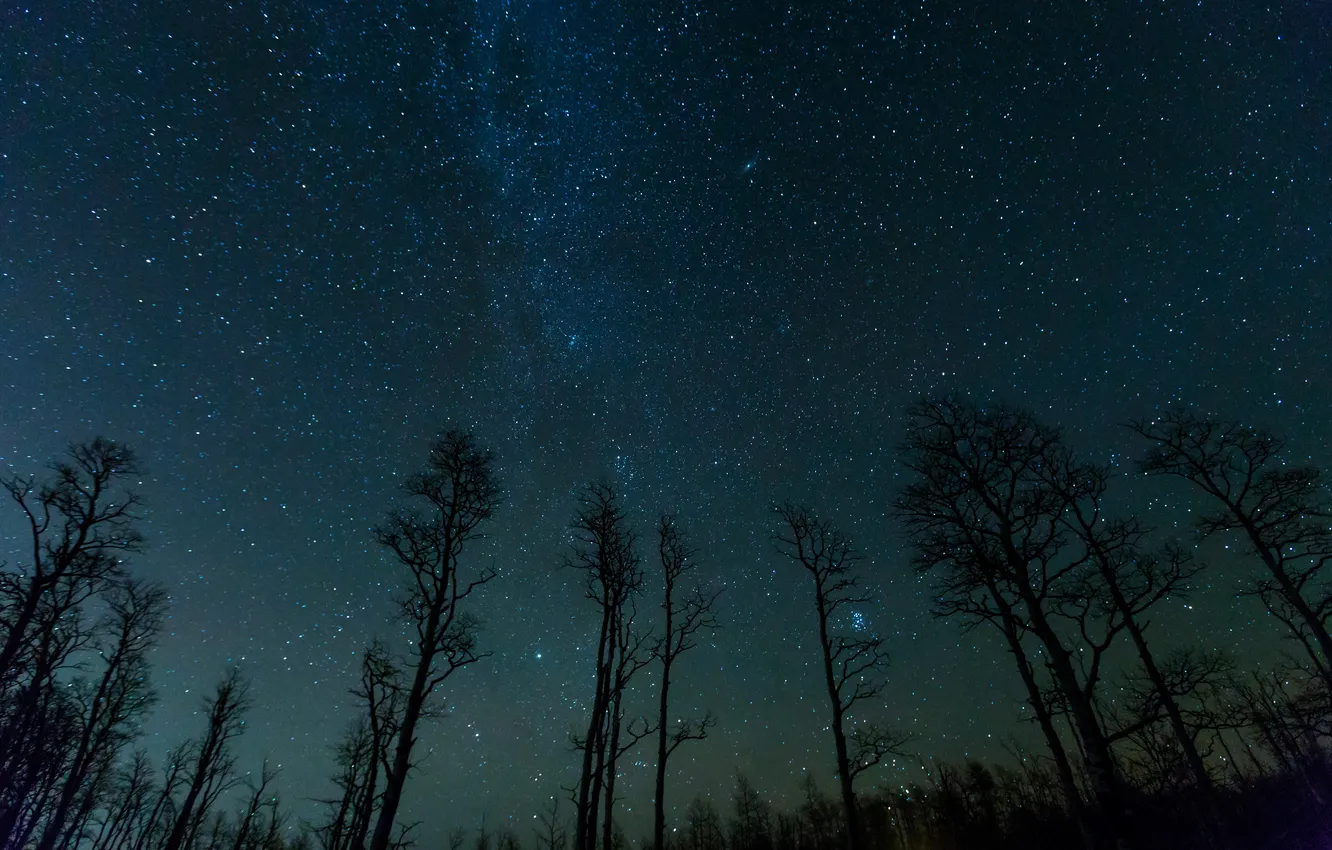 Photo wallpaper forest, trees, landscape, night, nature, forest, the milky way, trees