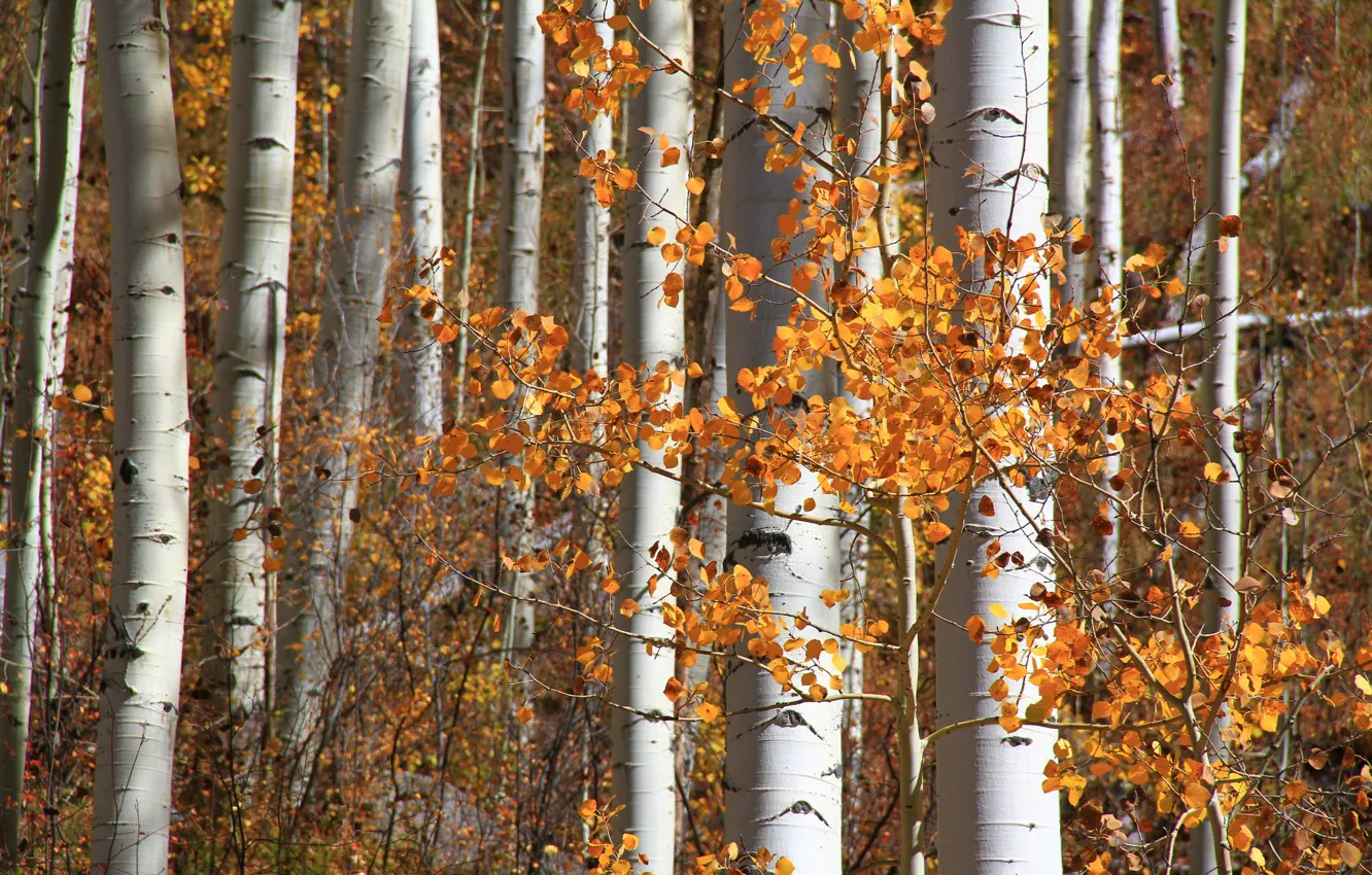 Photo wallpaper autumn, forest, leaves, Colorado, USA, aspen, Aspen