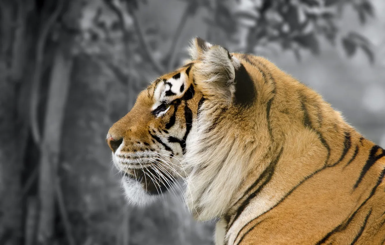 Photo wallpaper nature, beast, amur tiger