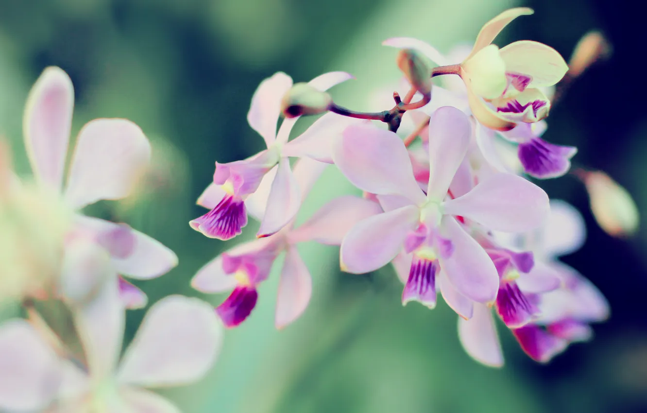 Photo wallpaper flowers, petals, buds