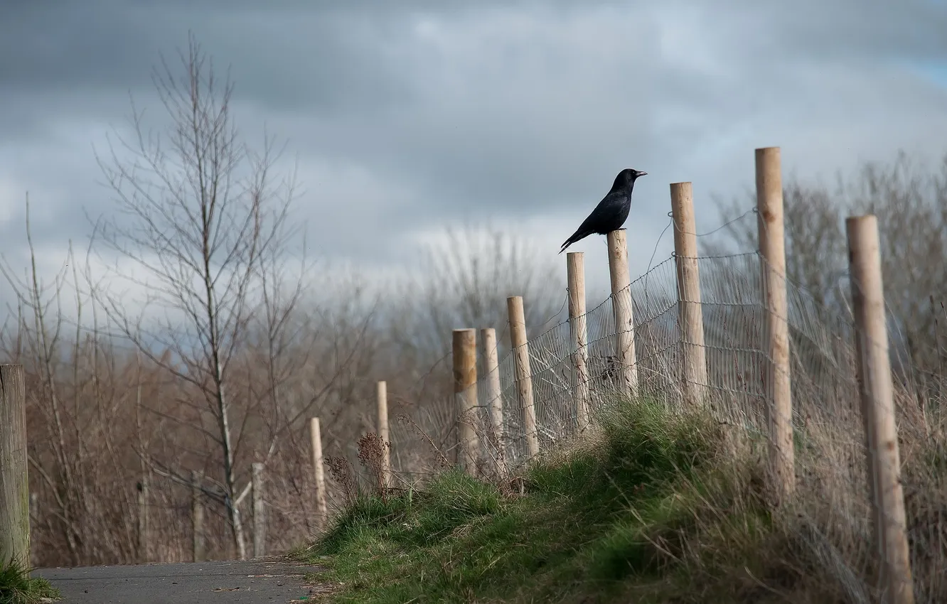 Photo wallpaper road, bird, the fence