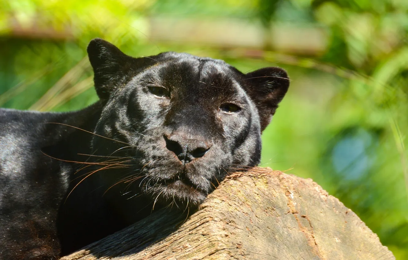 Photo wallpaper face, stay, predator, Panther, leopard, wild cat