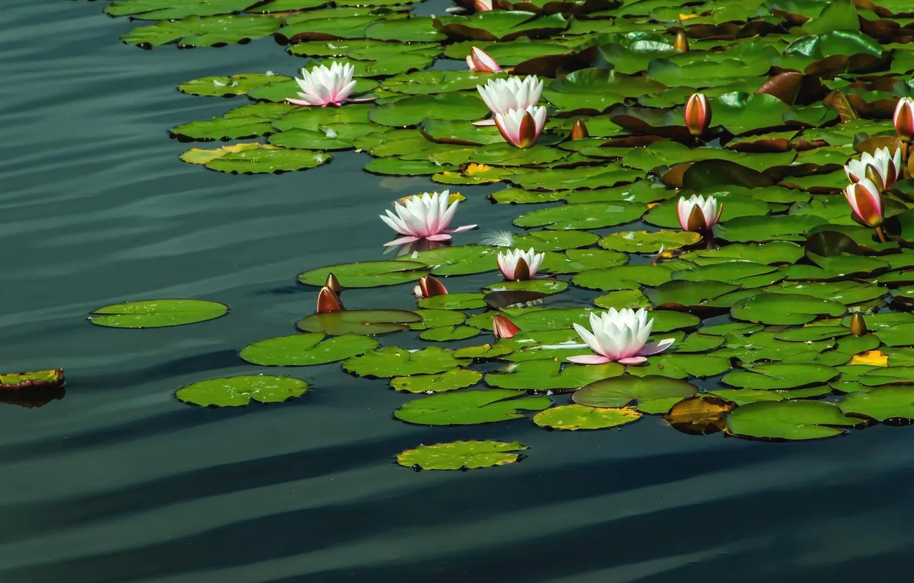Photo wallpaper water, pond, water lilies, nymphs, water lilies