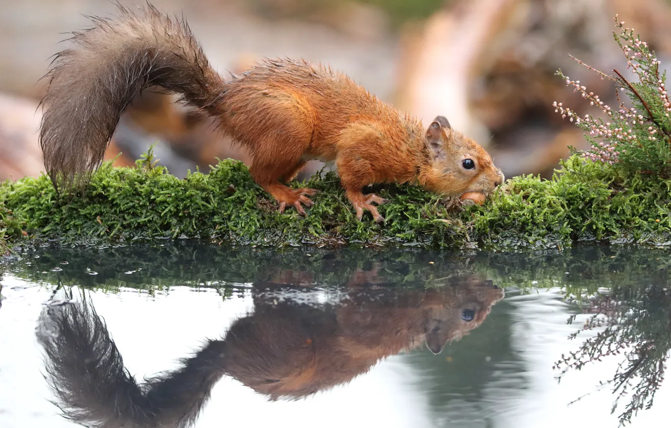 Photo wallpaper water, nature, pose, reflection, stream, shore, moss, protein