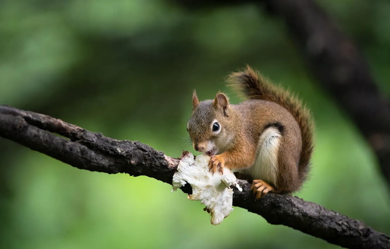 Photo wallpaper branches, mushrooms, food, protein, green background, lunch, bokeh