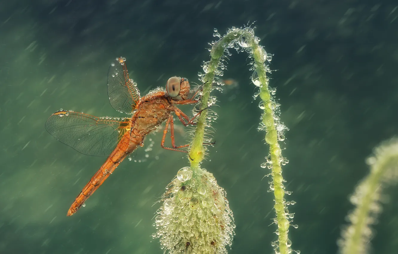 Photo wallpaper drops, flowers, rain, Mac, dragonfly, buds