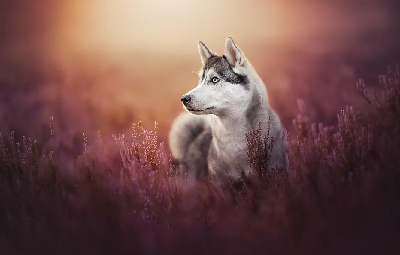 Photo wallpaper face, dog, husky, Heather