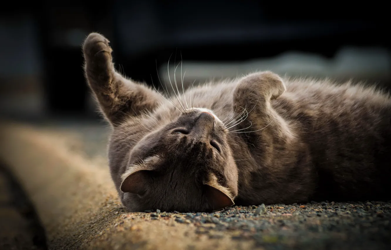 Photo wallpaper cat, cat, grey, stay