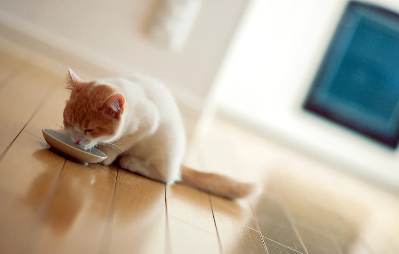 Photo wallpaper cat, Breakfast, torode