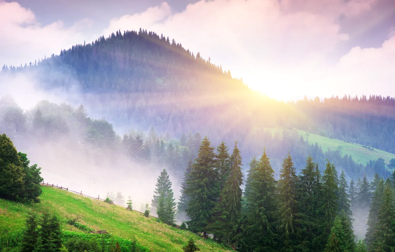 Photo wallpaper forest, trees, mountains, fog, dawn, the rays of the sun