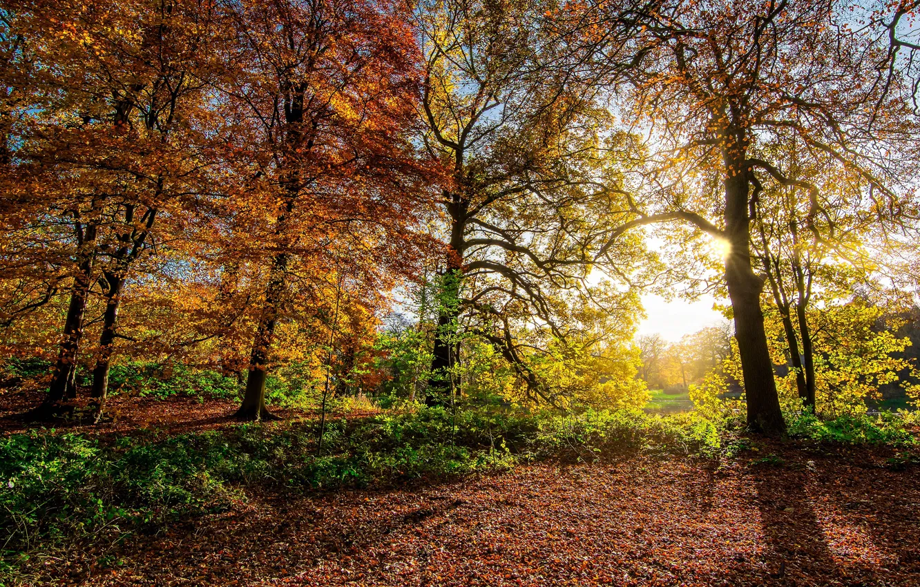 Photo wallpaper autumn, forest, leaves, the sun, rays, light, trees, branches