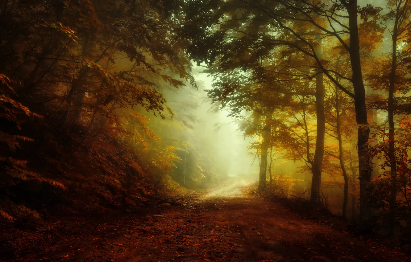 Photo wallpaper road, autumn, forest, light, fog, morning