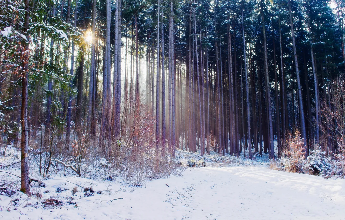 Photo wallpaper winter, forest, snow, nature