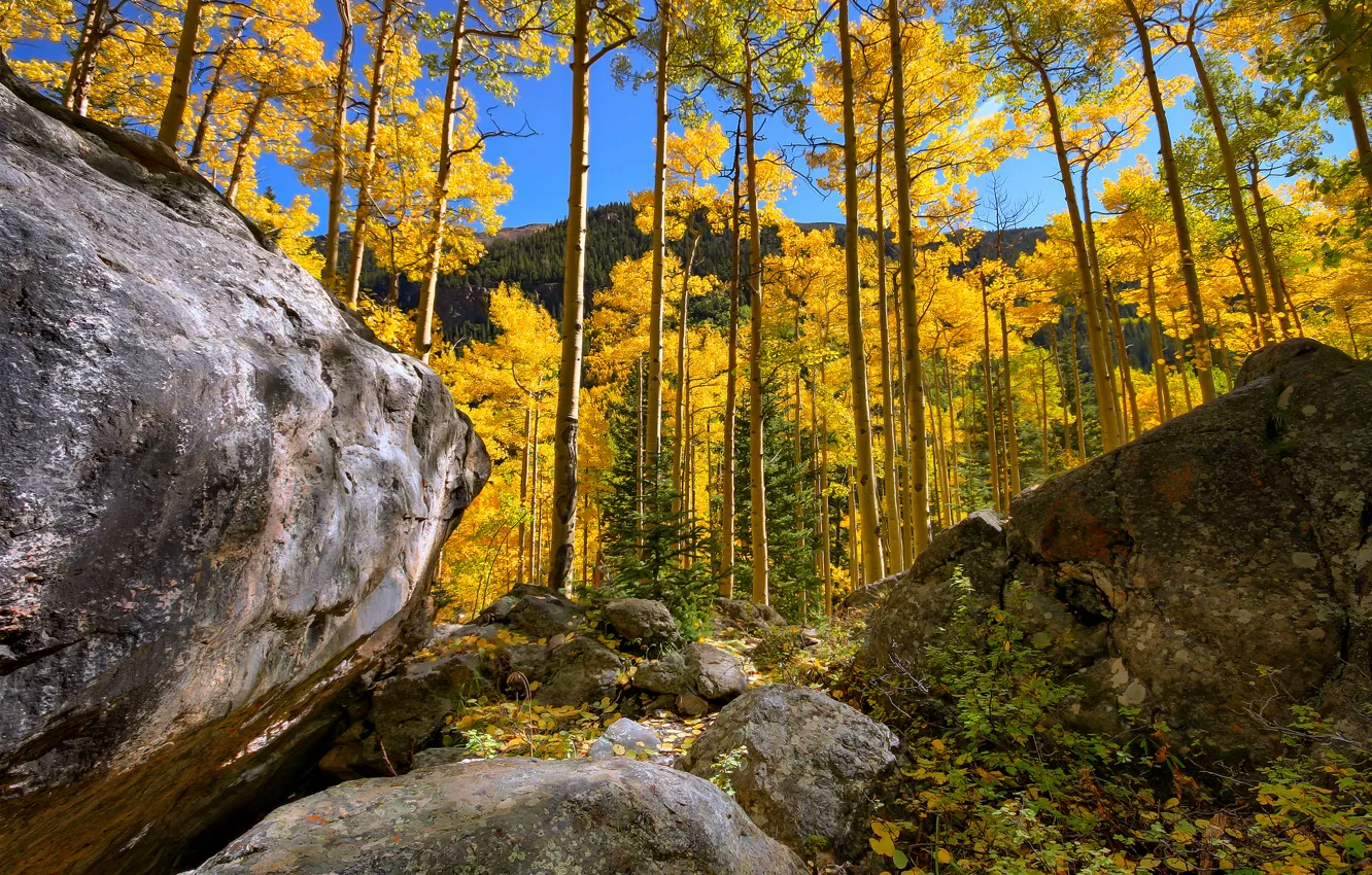Photo wallpaper autumn, forest, the sky, trees, mountains, stones, rocks, grove
