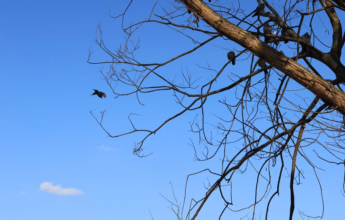 Photo wallpaper the sky, branches, nature, background, branch, bird, Wallpaper, wallpaper