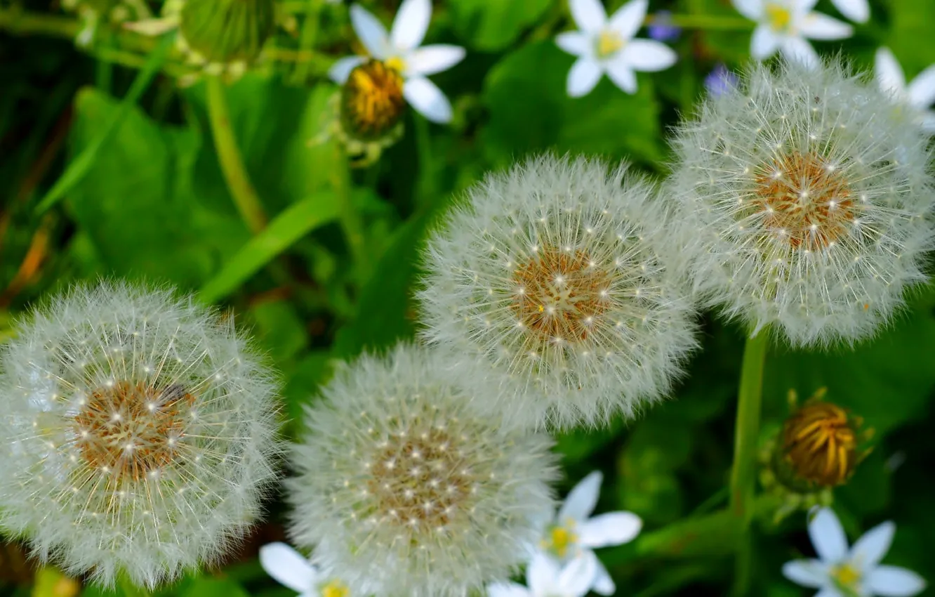 Photo wallpaper macro, nature, dandelion, nature, macro, dandelions