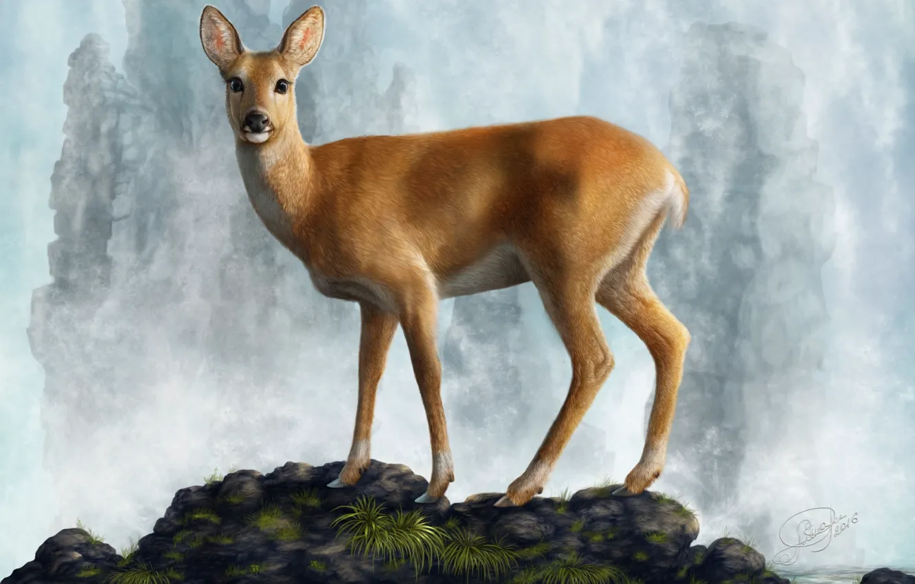 Photo wallpaper water, stones, animal, deer, ROE