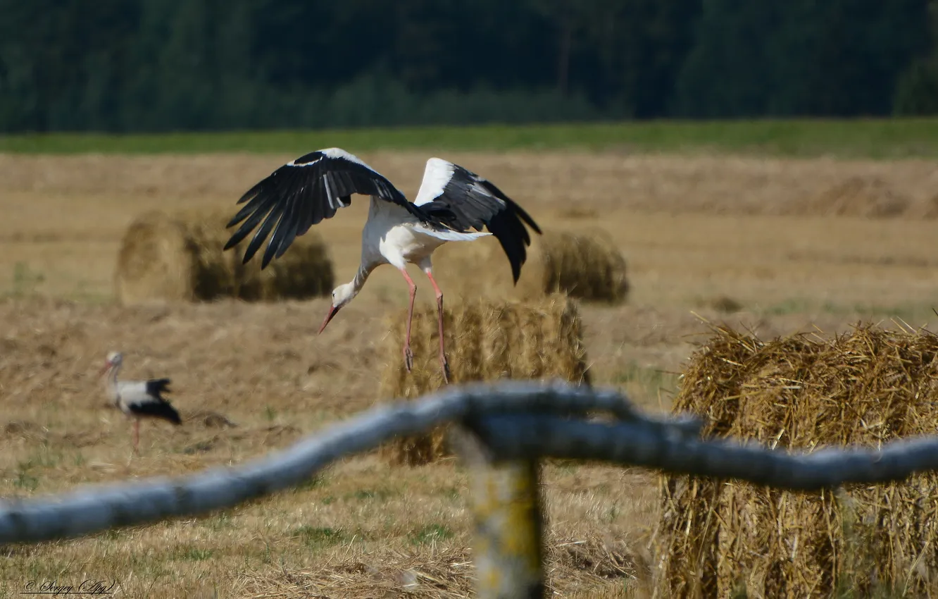 Photo wallpaper field, autumn, bird, stork