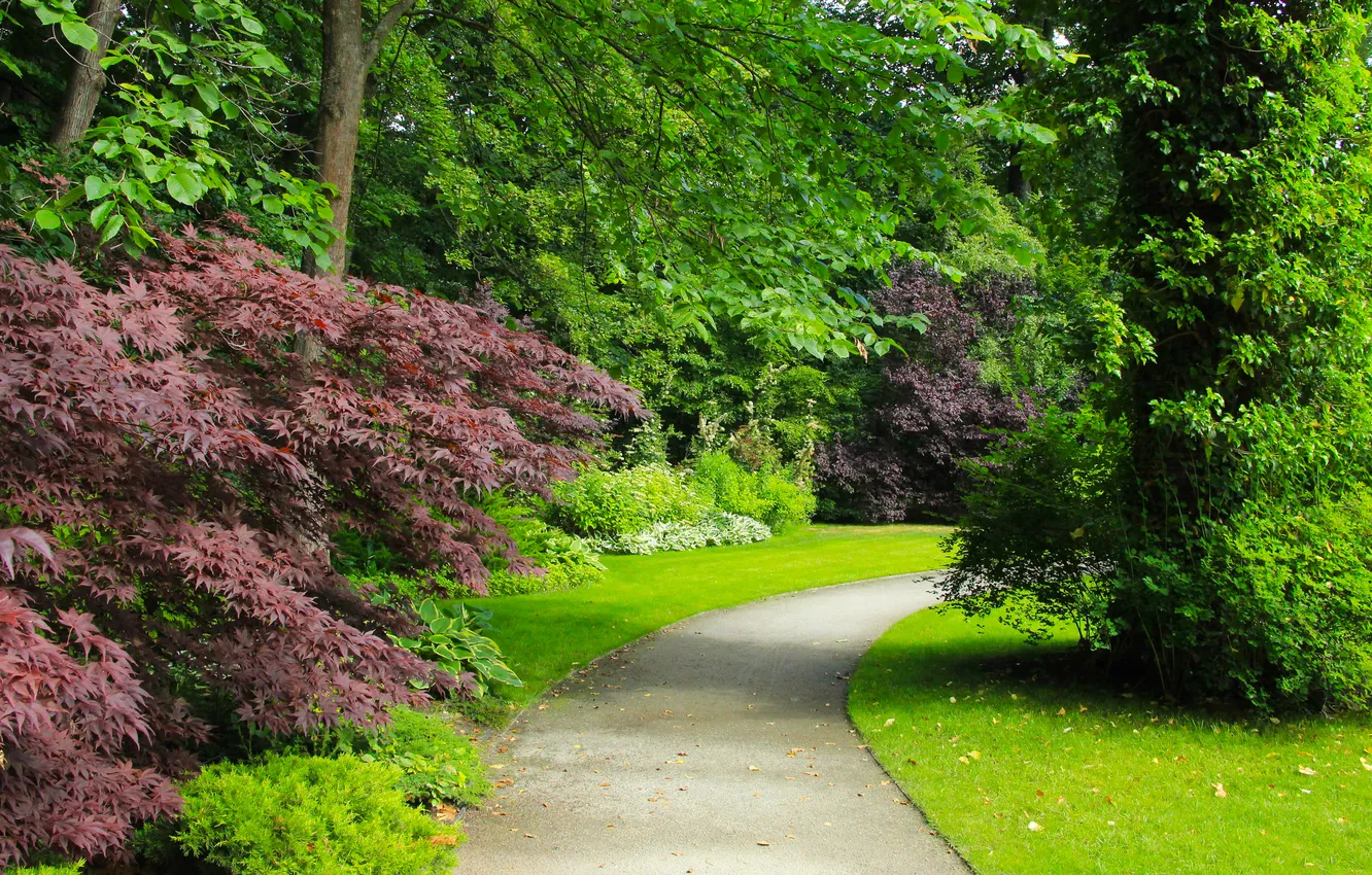 Photo wallpaper trees, park, plants, alley