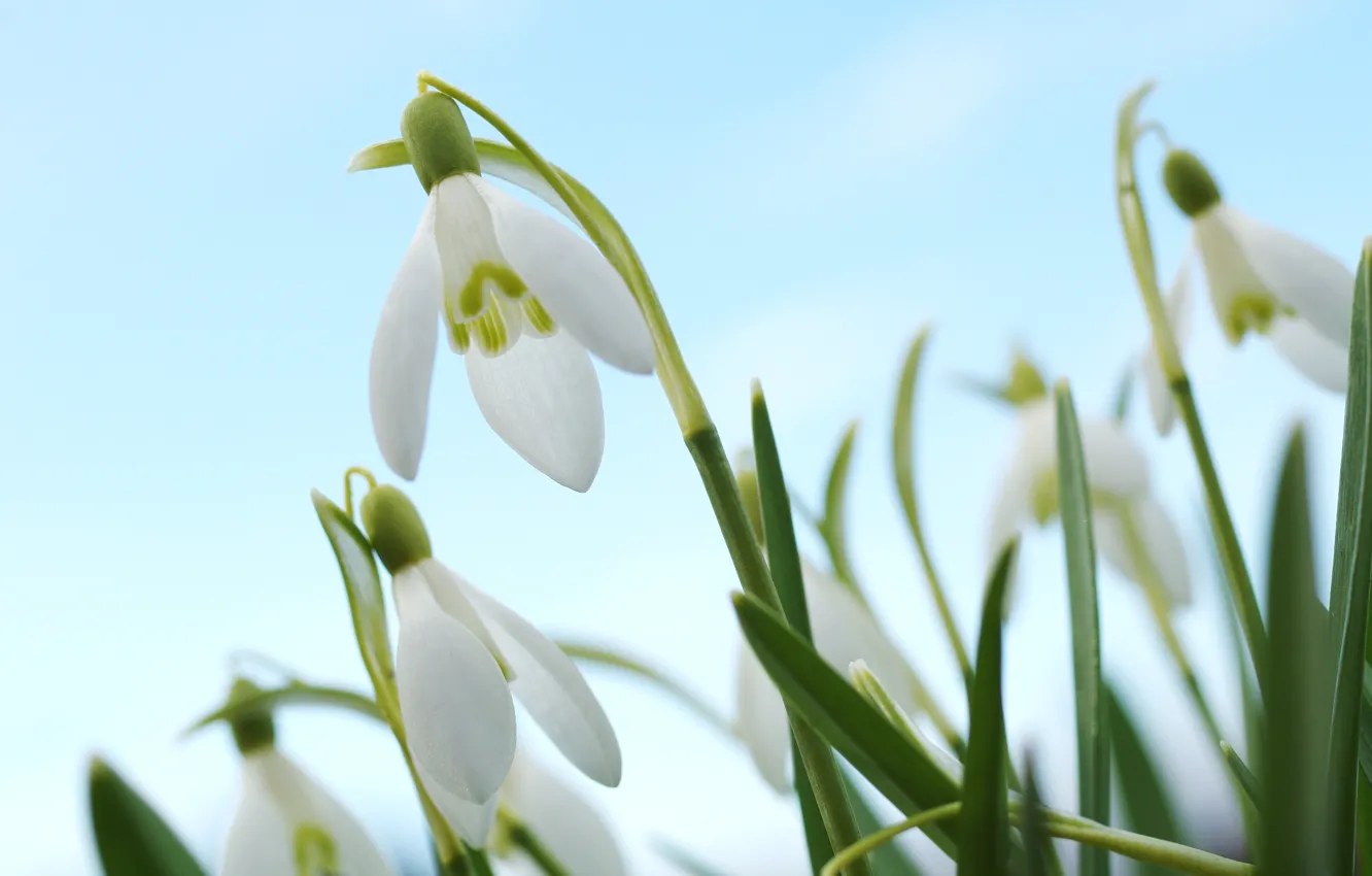 Photo wallpaper macro, spring, snowdrops
