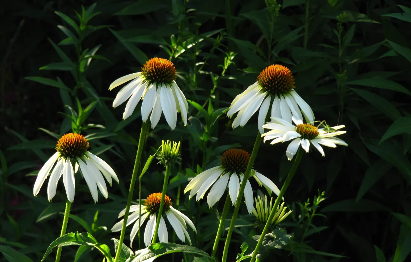 Photo wallpaper greens, chamomile, morning