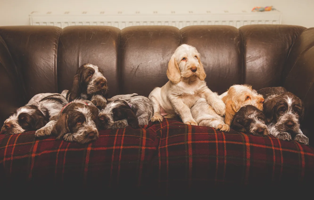 Photo wallpaper dogs, comfort, sofa