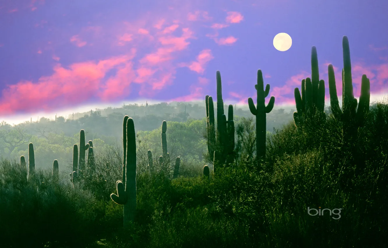 Photo wallpaper the moon, desert, AZ, USA, Saguaro, cactus night, Sonora