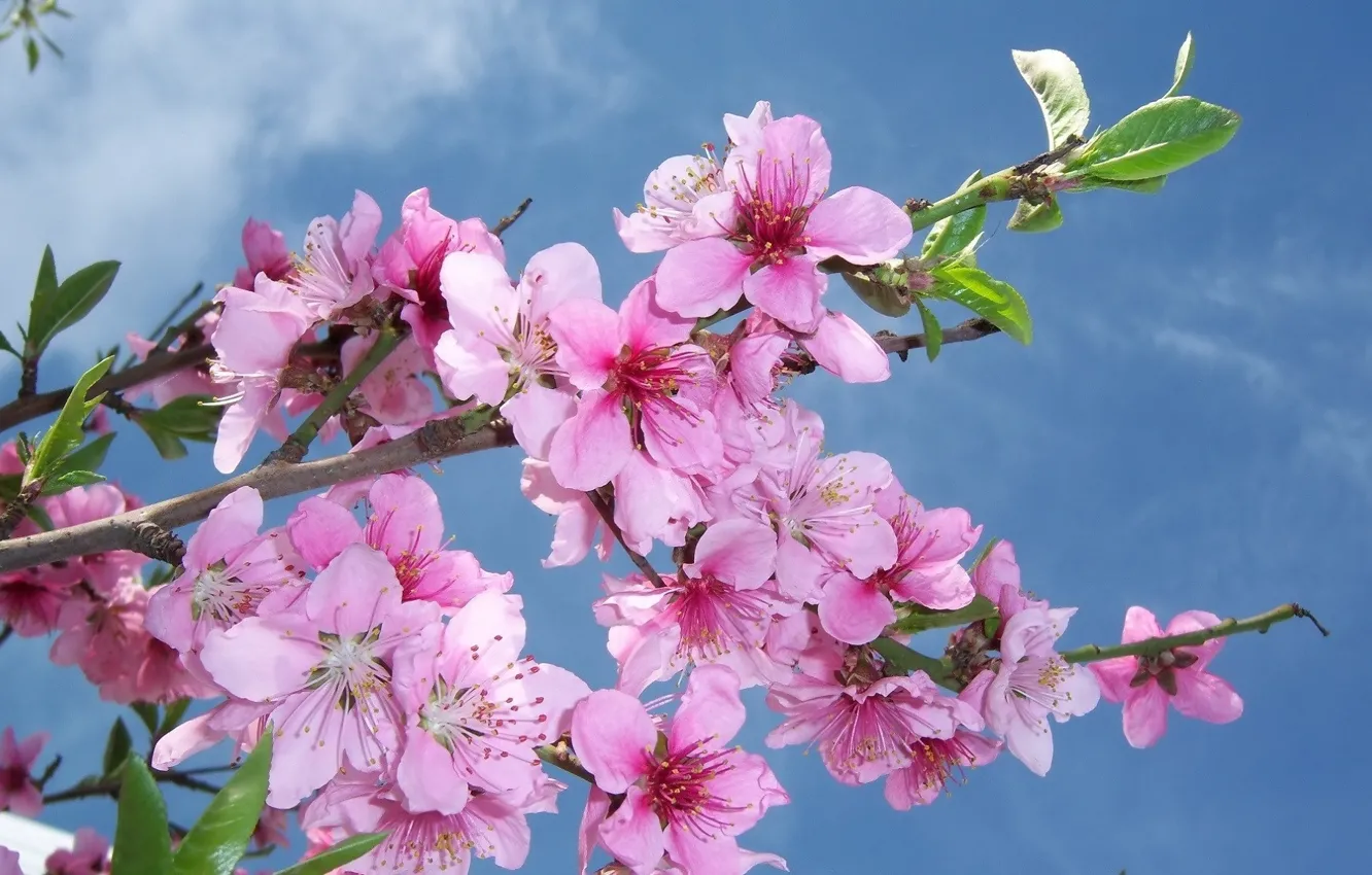 Photo wallpaper the sky, flowers, branch, flowering, peach, mamala ©
