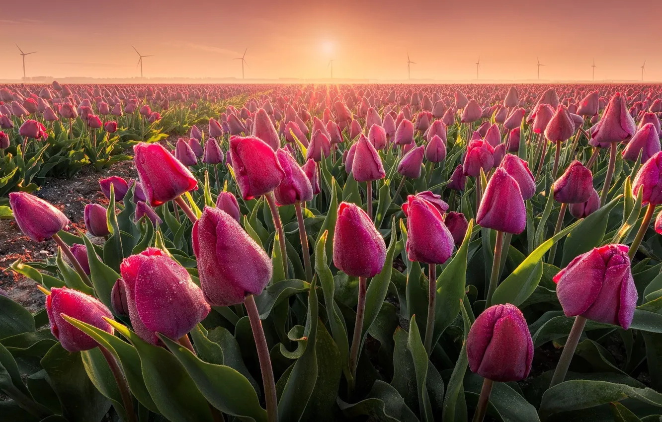 Photo wallpaper the sun, drops, flowers, Rosa, dawn, spring, morning, tulips