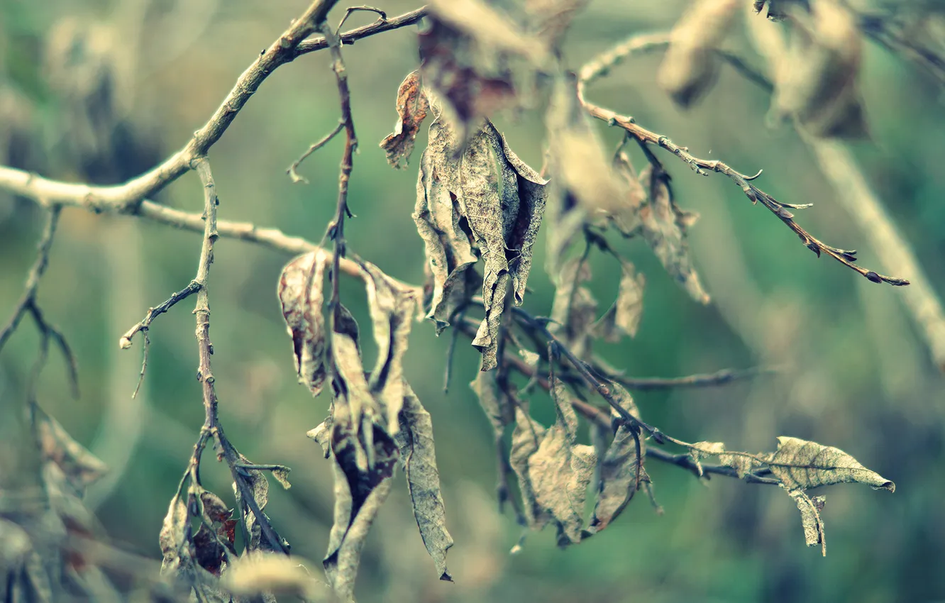 Photo wallpaper autumn, leaves, trees, branches, branch, Dry