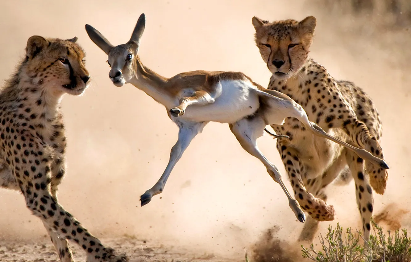 Photo wallpaper Cheetah, Savannah, Africa, hunting