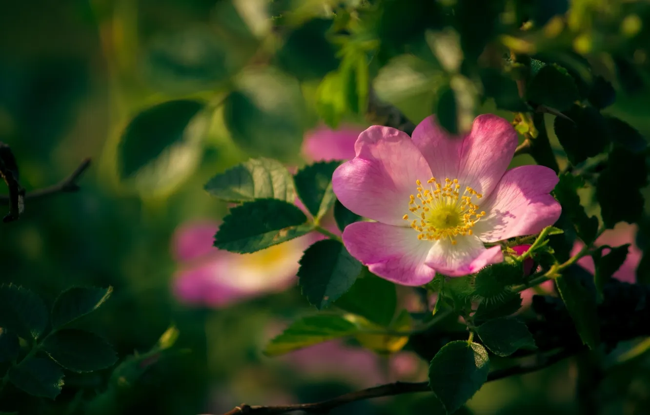 Photo wallpaper leaves, macro, briar