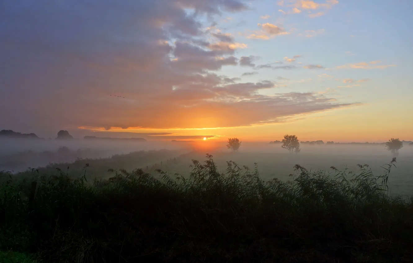Photo wallpaper field, autumn, fog, morning