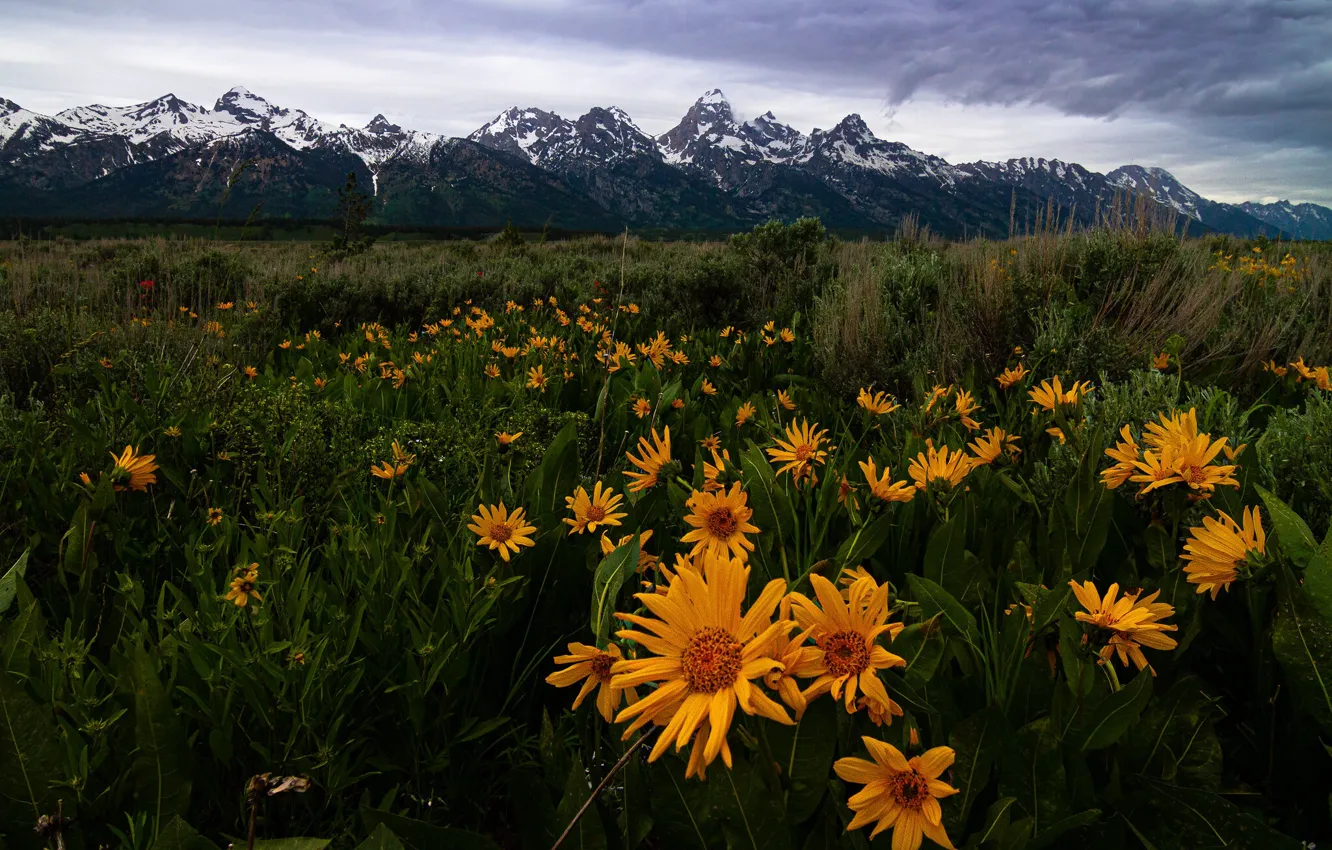 Photo wallpaper field, flowers, mountains, yellow, meadow