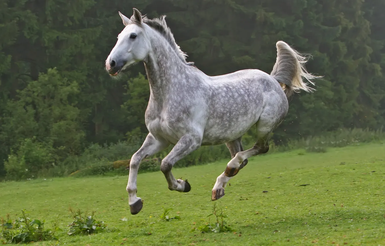 Photo wallpaper horse, horse, meadow, running