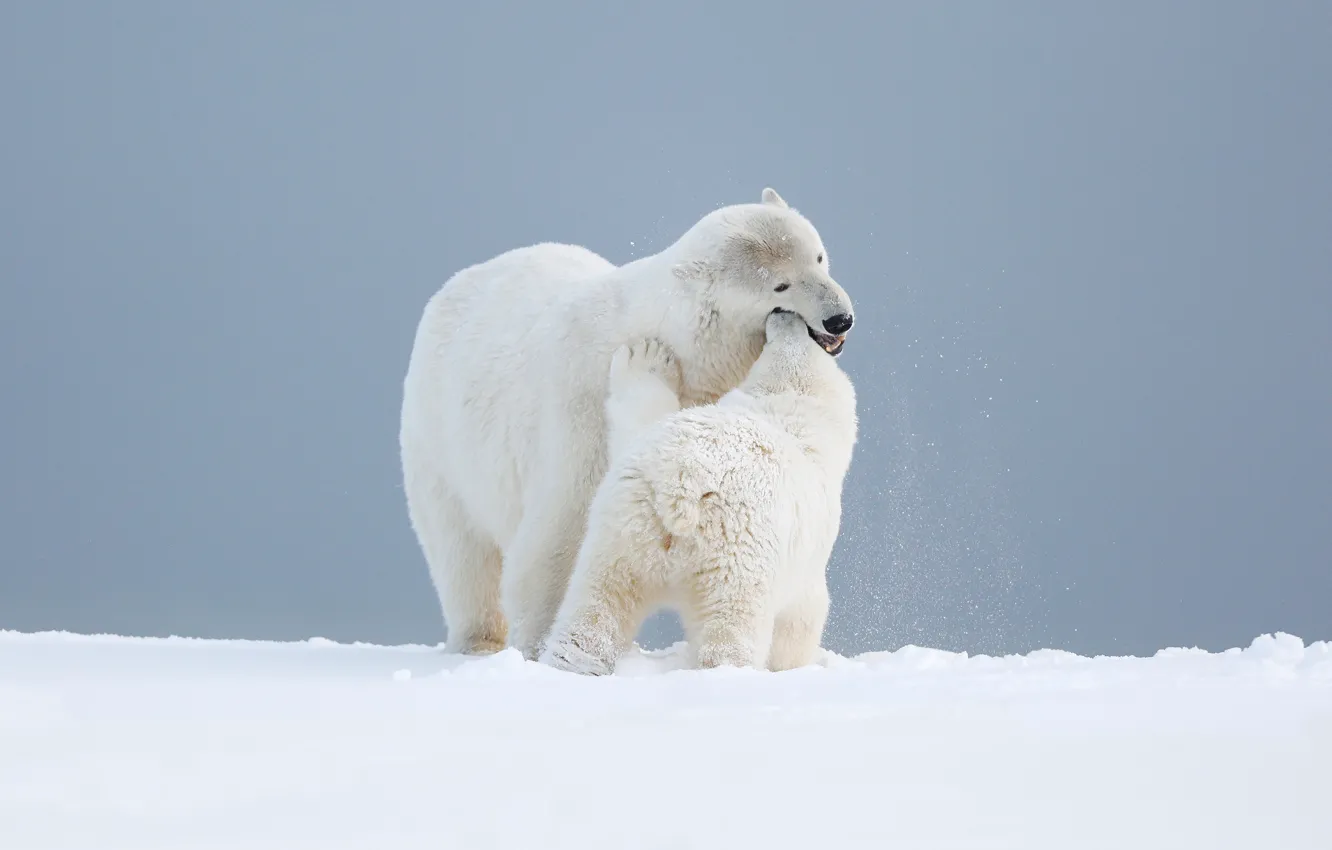 Photo wallpaper winter, white, the sky, snow, love, nature, pose, background