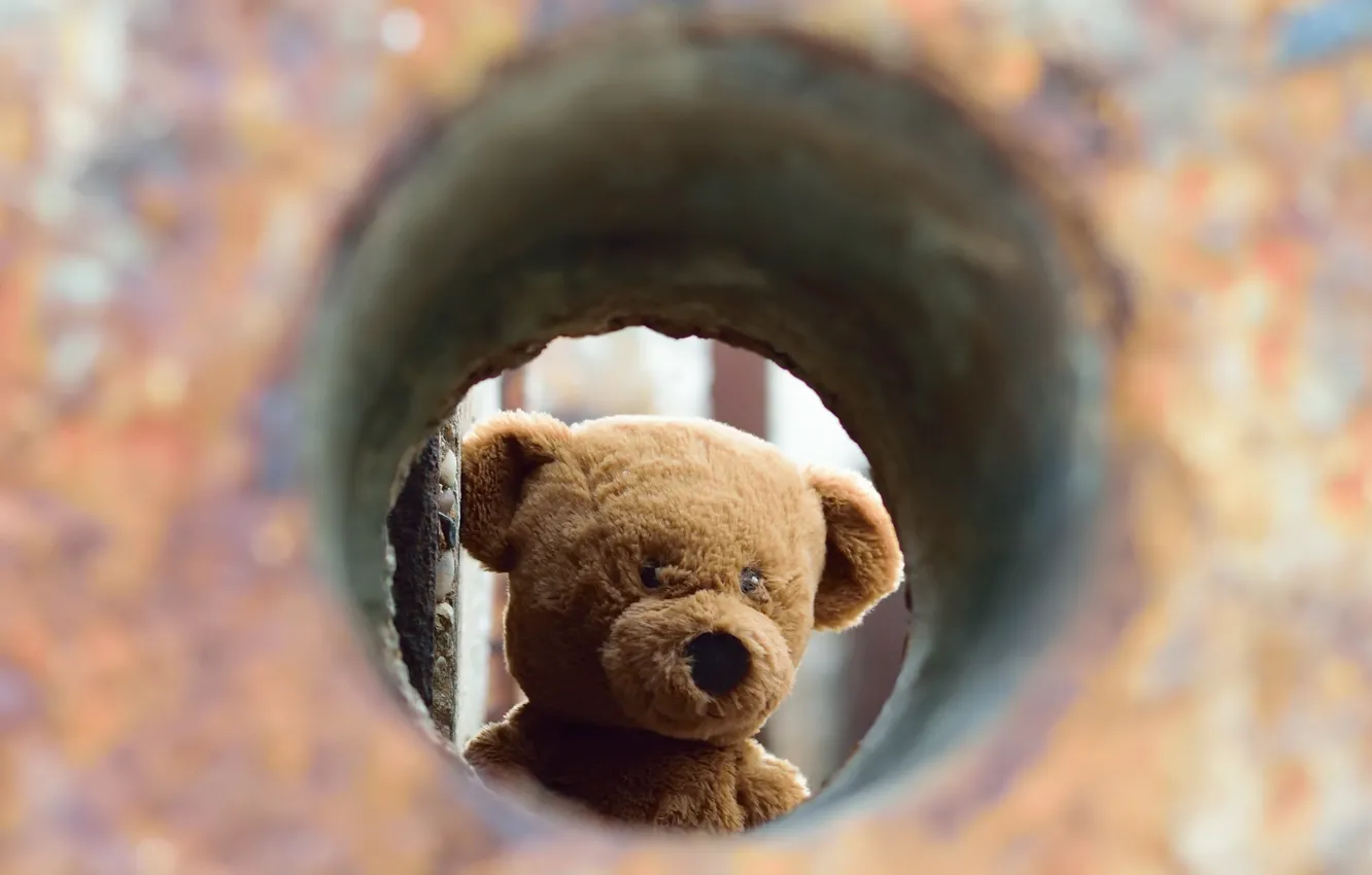 Photo wallpaper background, toy, bear