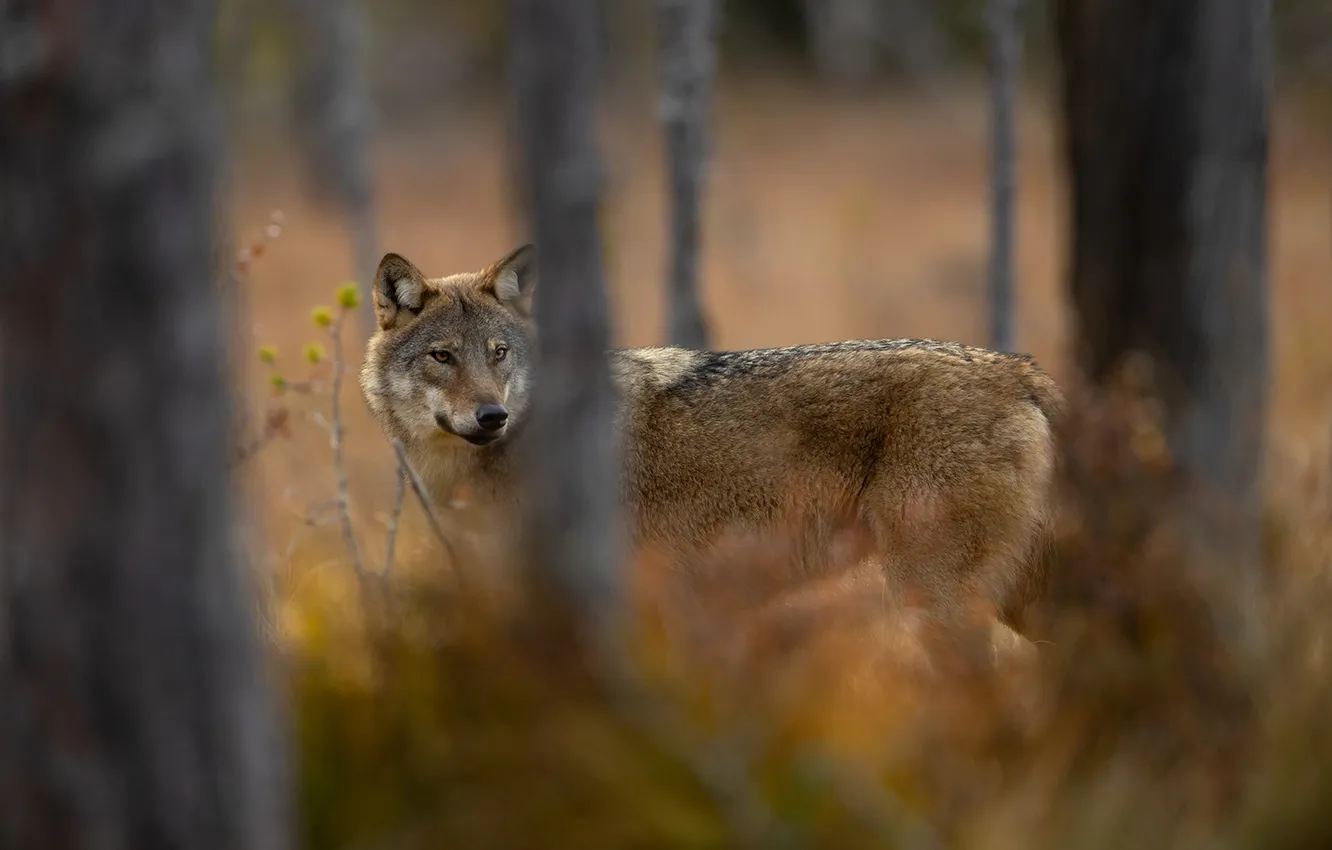 Photo wallpaper fantasy, nature, art, snow, predator, face, animal, wolf