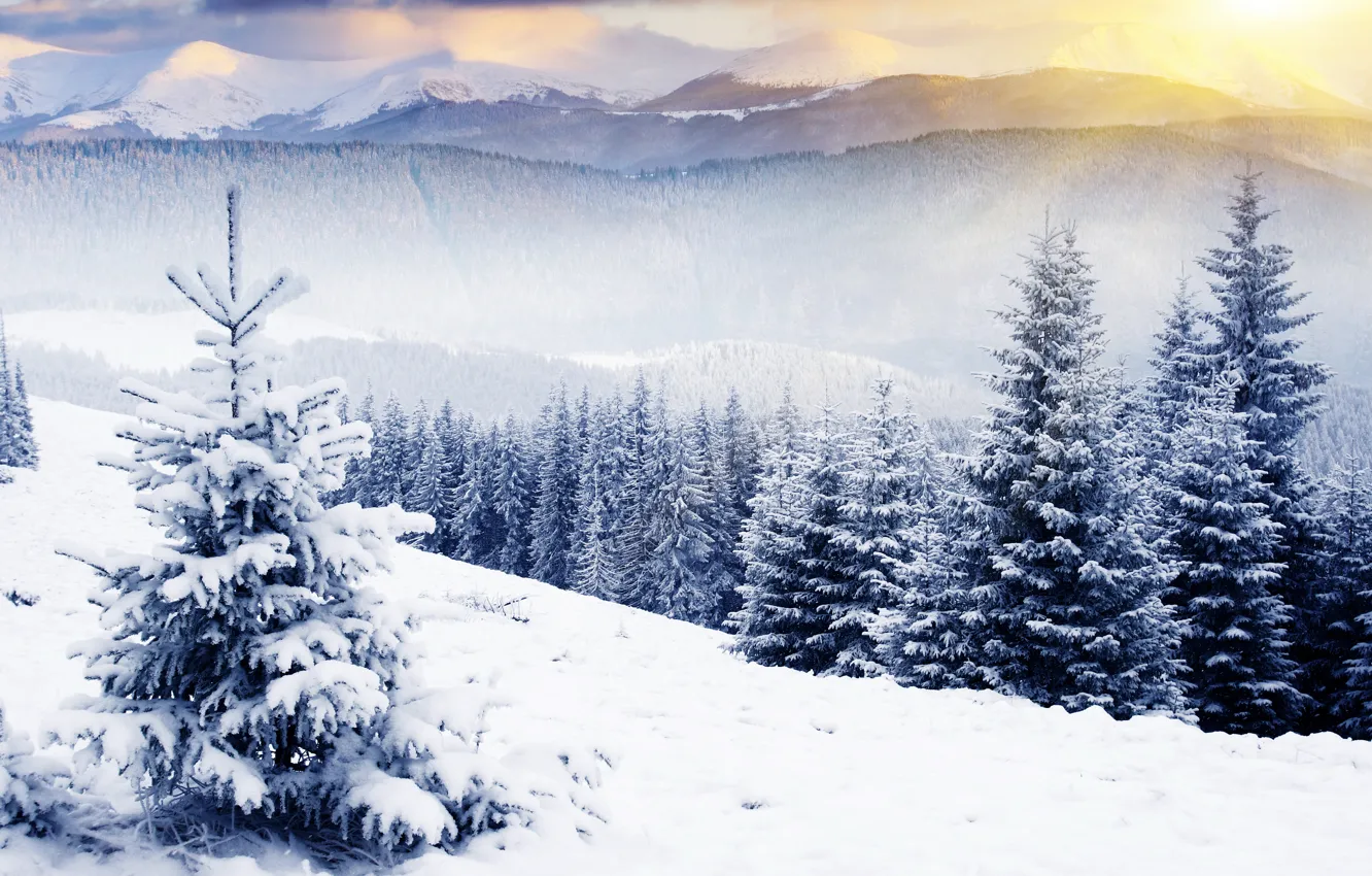 Photo wallpaper winter, forest, the sky, the sun, rays, snow, trees, landscape