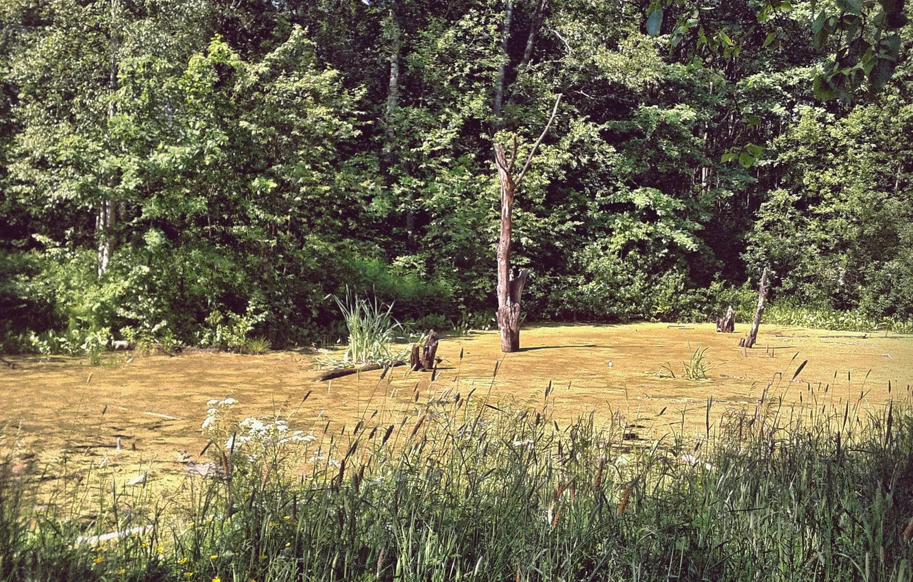 Photo wallpaper landscape, swamp, Summer 2025
