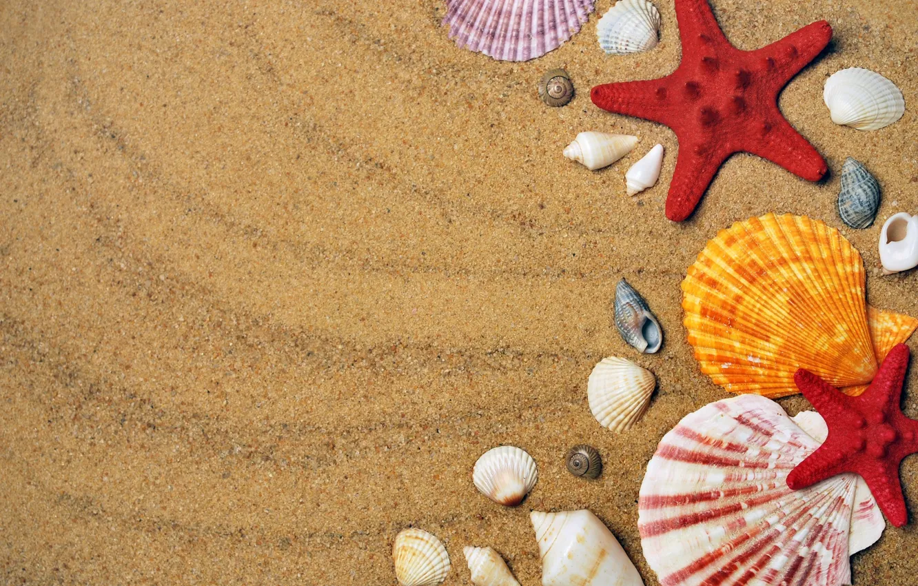 Photo wallpaper sand, sink, scallop, shell, starfish