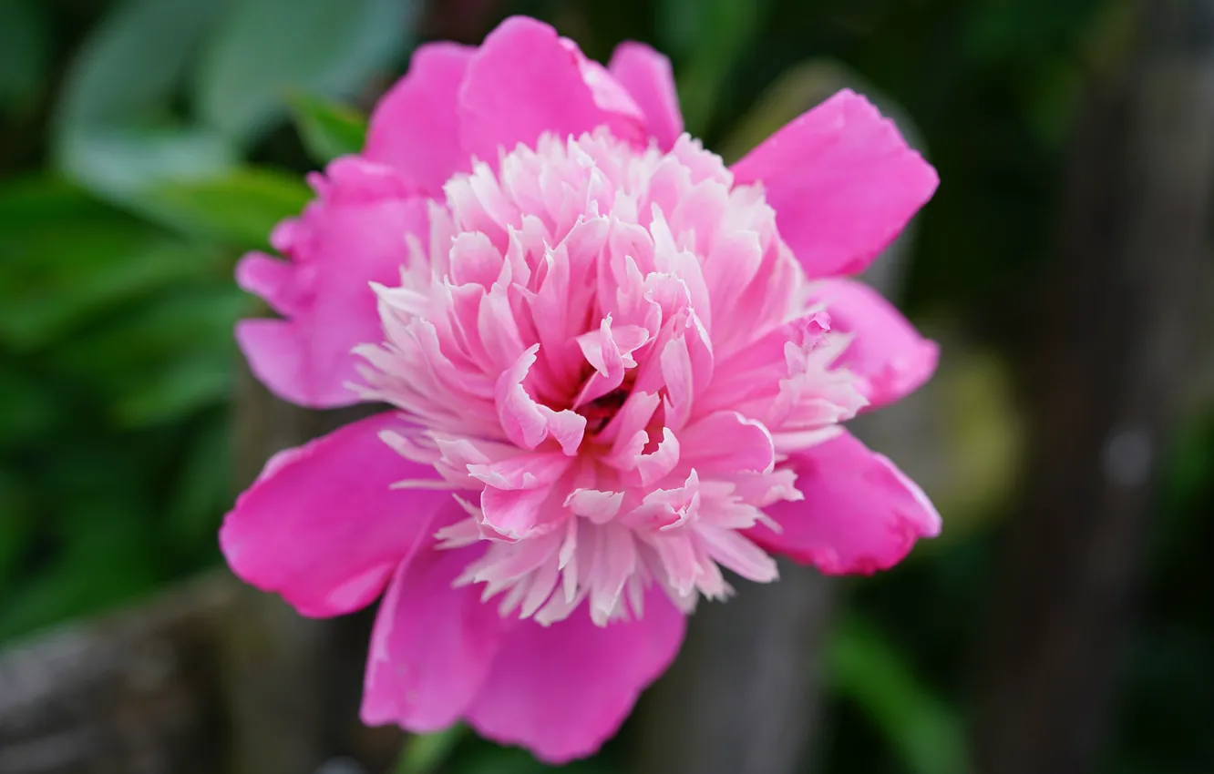 Photo wallpaper macro, flowering, bokeh, peonies