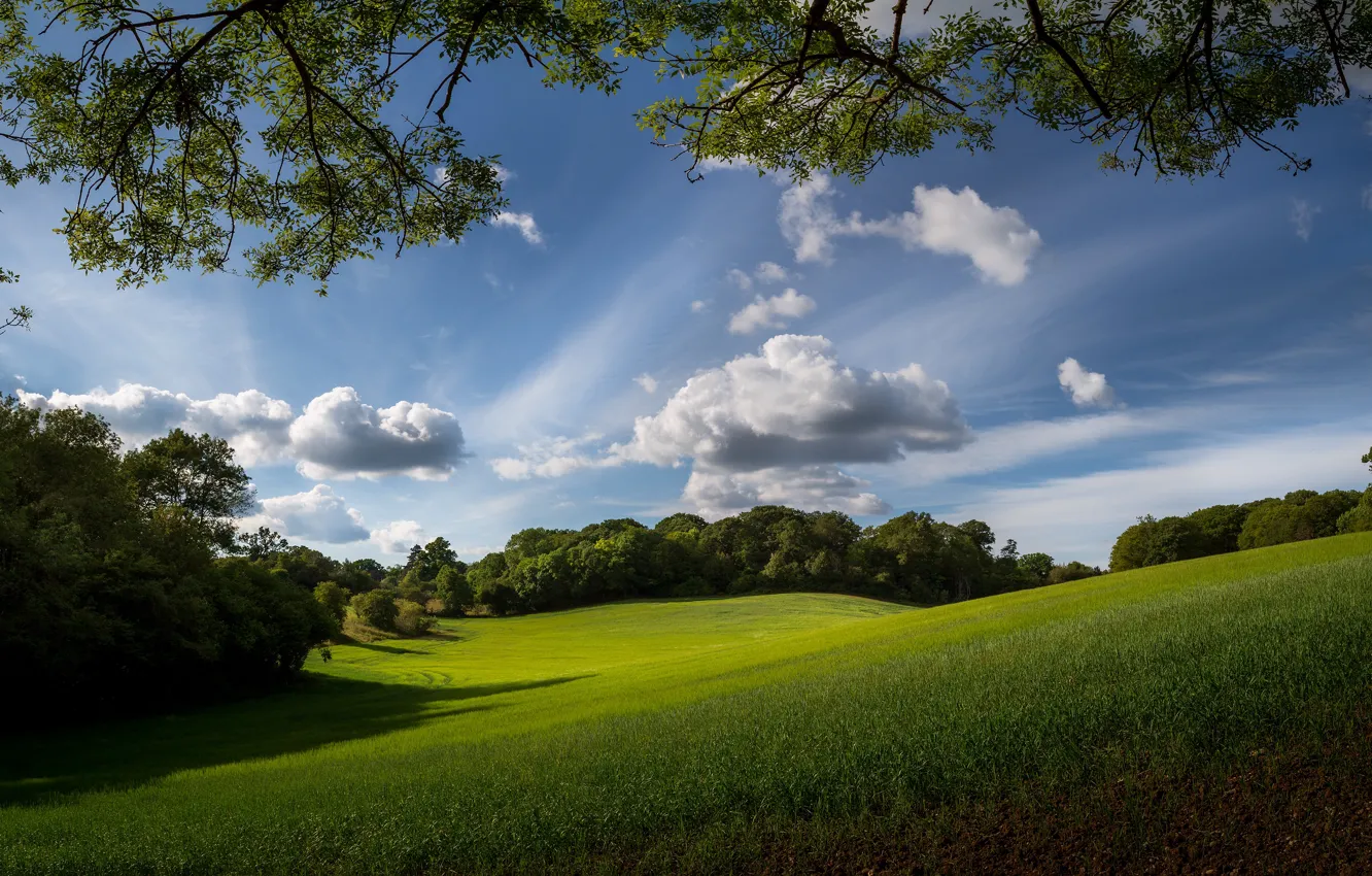 Photo wallpaper greens, field, forest, summer, grass, clouds, trees, branches