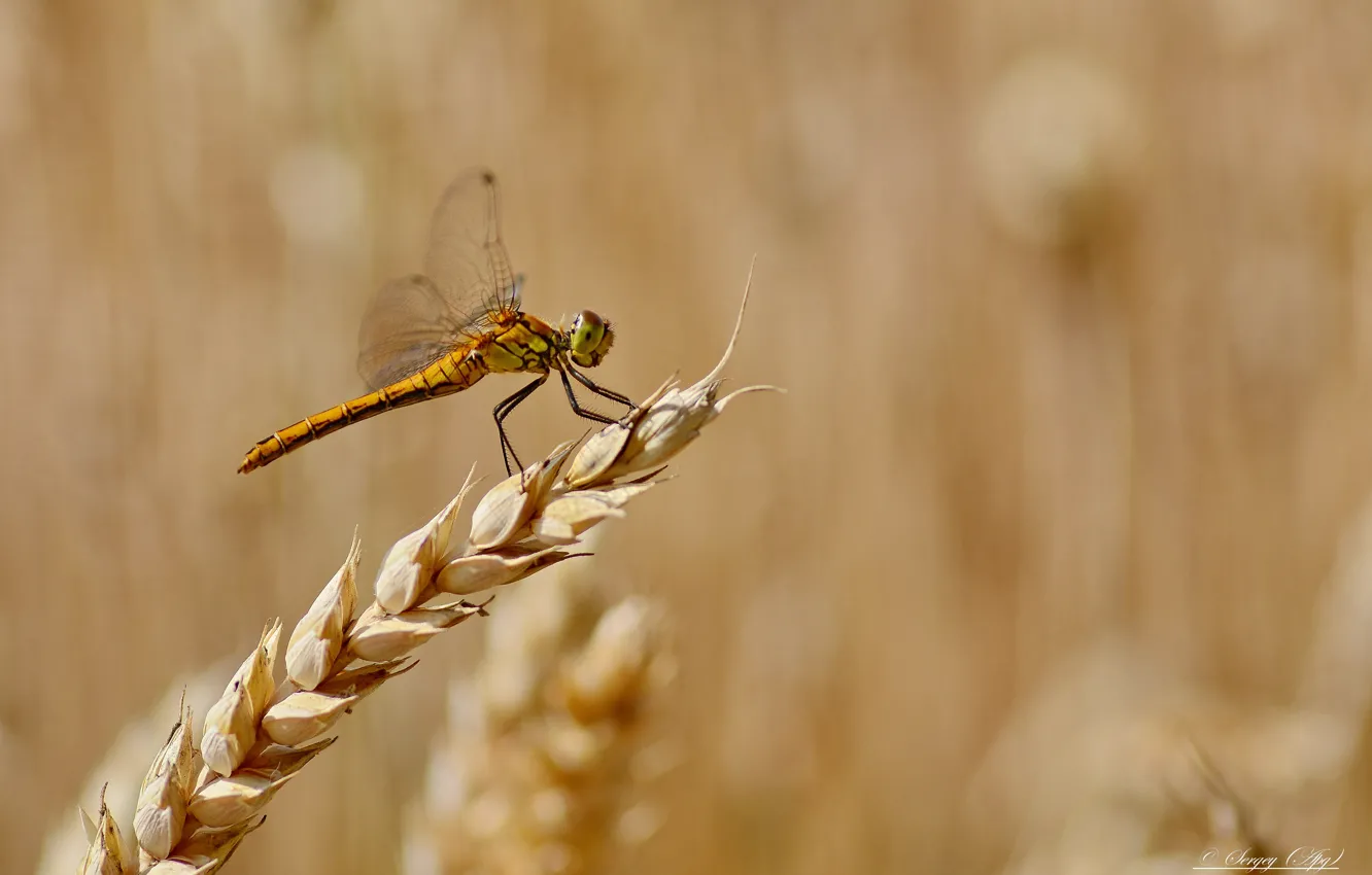 Photo wallpaper macro, nature, dragonfly, spikelets