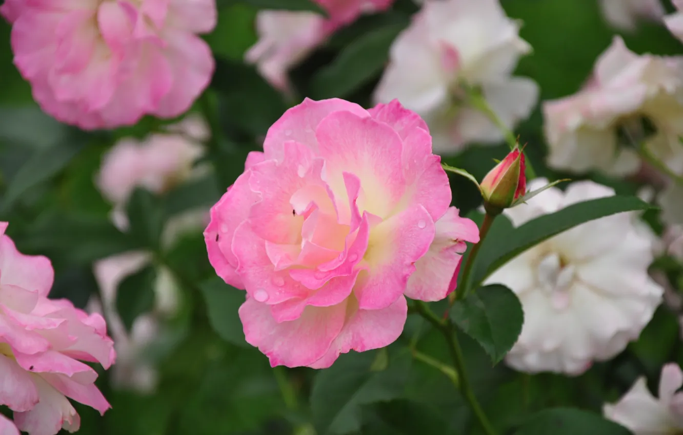 Photo wallpaper summer, drops, flowers, nature, roses, rose, buds