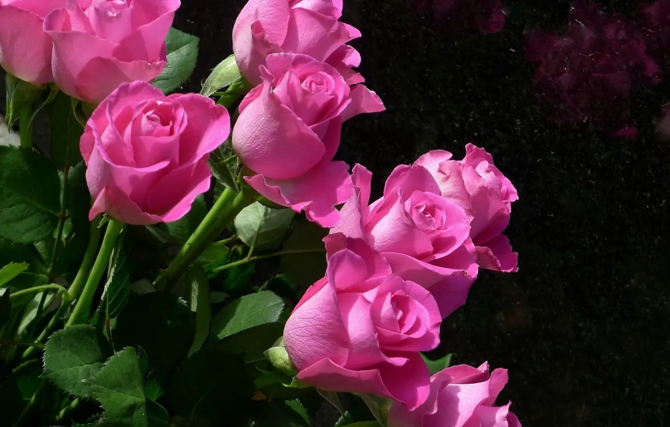 Photo wallpaper flowers, roses, stem, buds