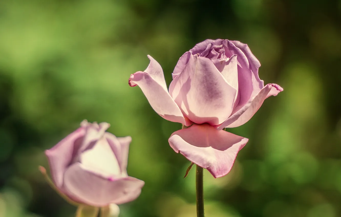 Photo wallpaper flowers, roses, pink, buds, green background, lilac, bokeh